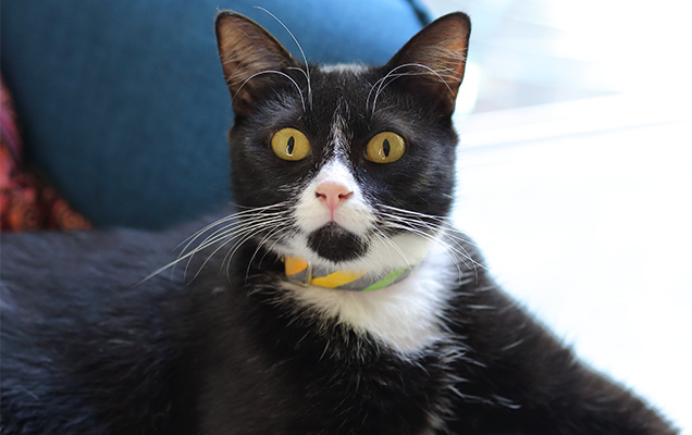 mercury the cat rspca queensland